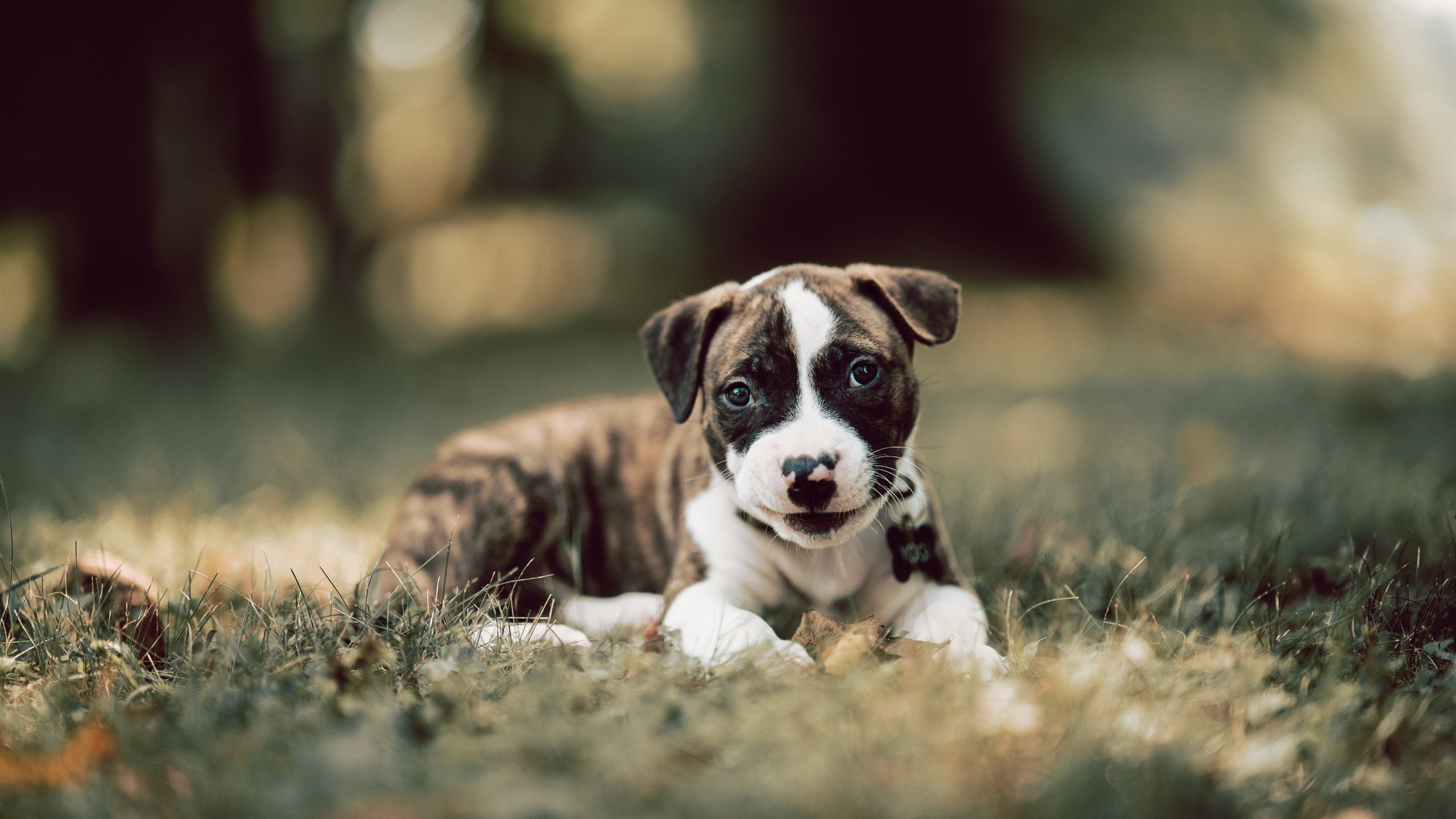 开云-_国王全队紧咬，坚持到最后一刻_，国王队百度百科