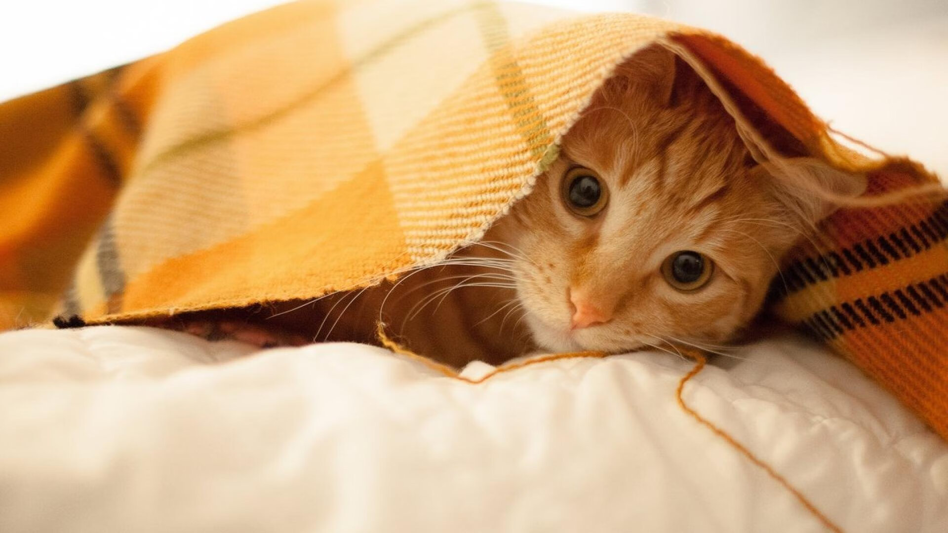 “2000年总决赛经典瞬间，再次引爆回忆”，2000年总决赛数据