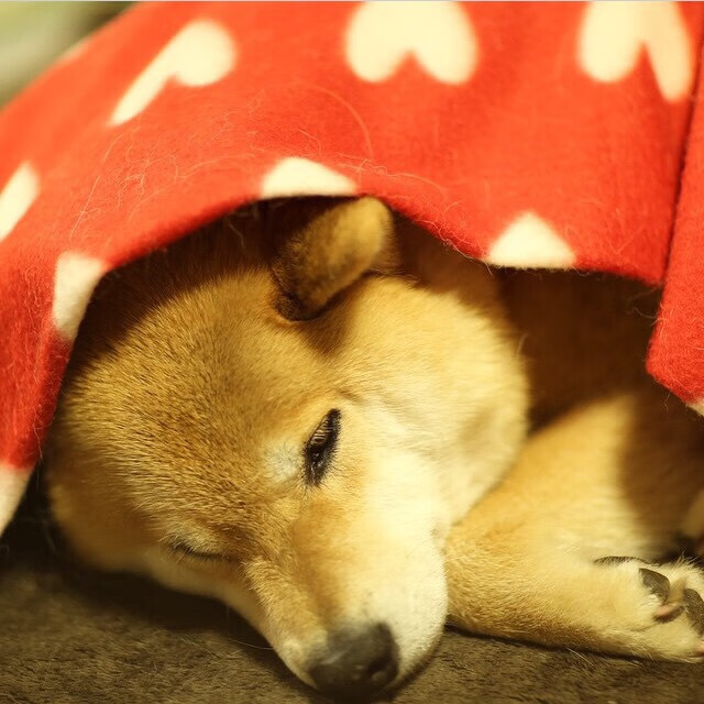 开云体育下载网页版-女篮世界杯抽签出炉，中国队遭遇死亡之组，女篮抽签时间