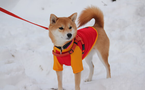 开云体育app安全下载-山地越野跑夺冠赛，冒险精神的极限飞跃，山地越野跑步