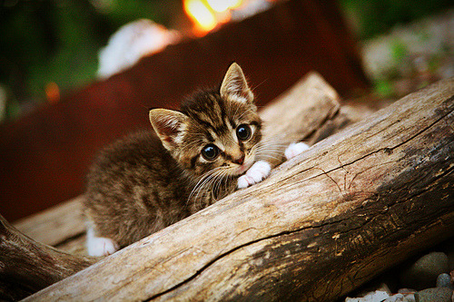 开云体育网址-巴黎圣日耳曼争冠决心坚定，中场新秀脱颖而出，巴黎圣日耳曼队首发