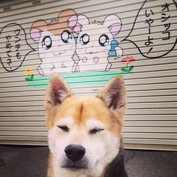 意甲赛场新技术应用，比赛公平与效率同步提升，意甲比赛特点