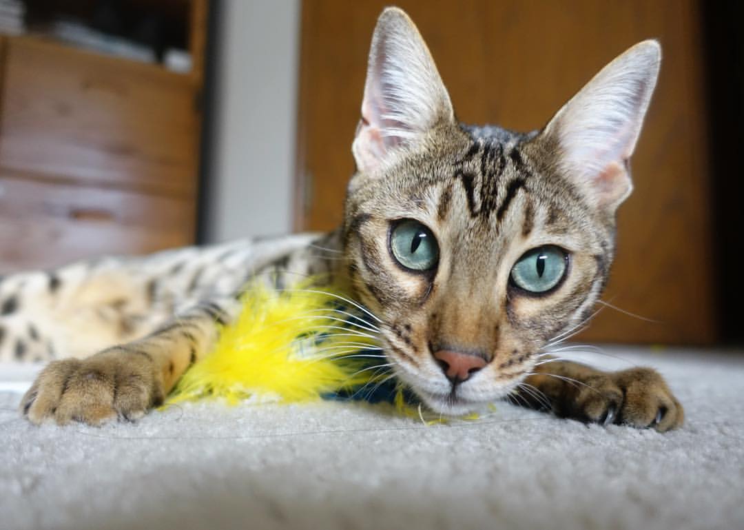 足球发展纳入国家体育强国建设规划,我国把足球纳入学校体育课程教学体系