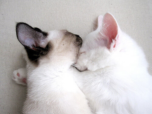 开云体育下载APP-多特蒙德前场火力梗阻，球队进攻组织混乱，多特蒙德主力前锋是谁