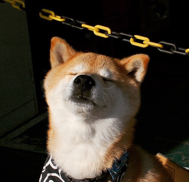 柏林赫塔对决霍芬海姆，德甲争霸之路，柏林赫塔比赛