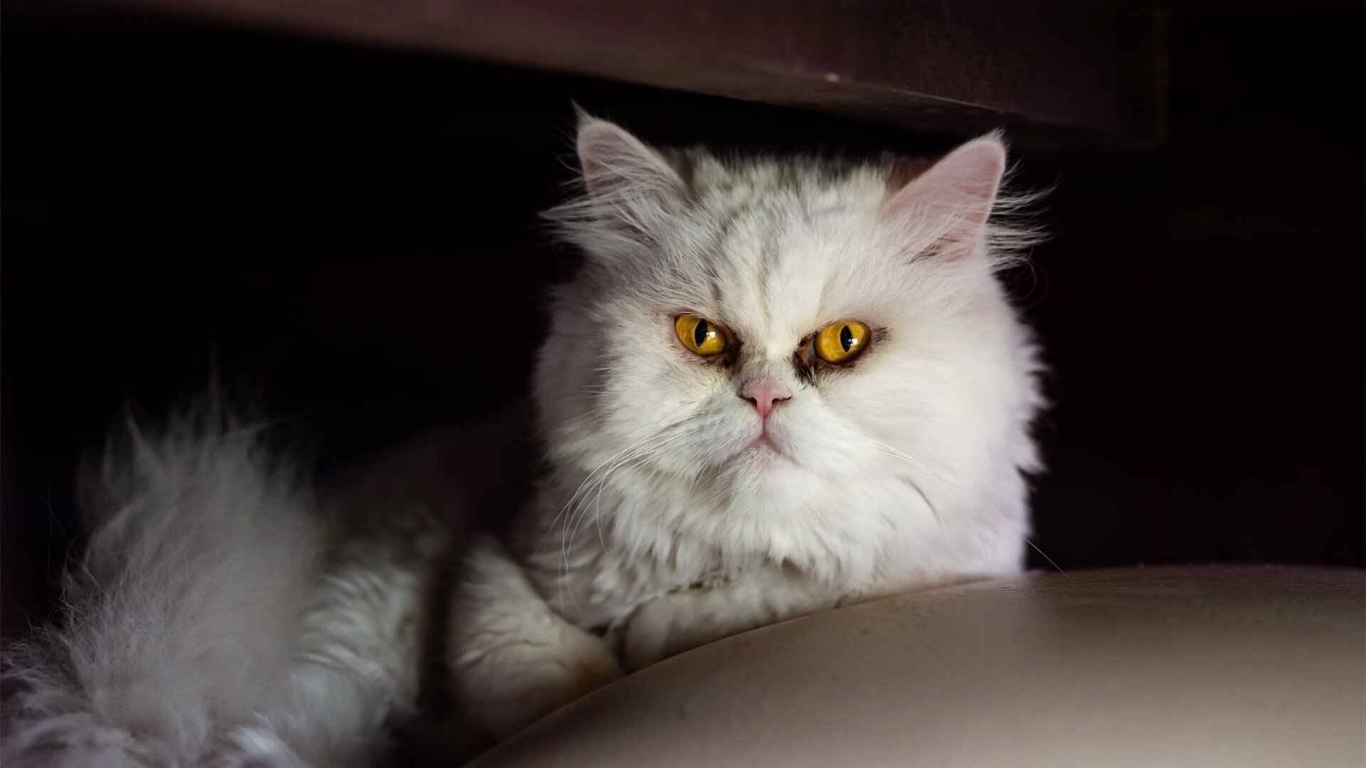 中国篮球青训体系人才培养质量监控及评估体系建设，中国青少年篮球培训大纲