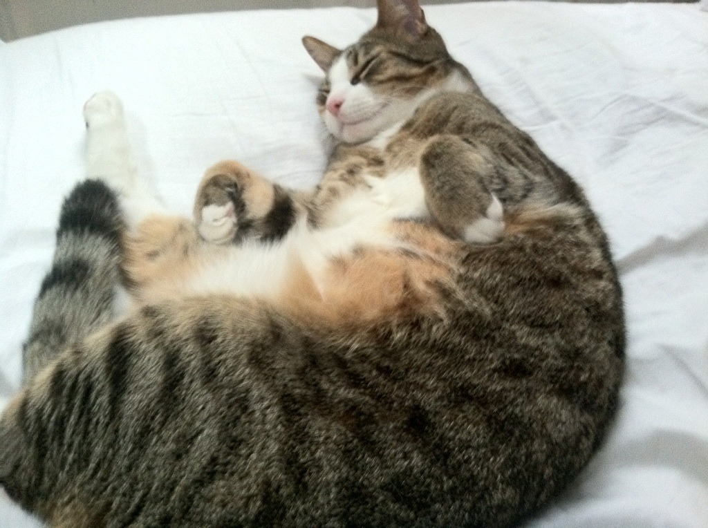 中国男篮主帅换人 球迷期待新战术打法,中国男篮新任主教练是谁