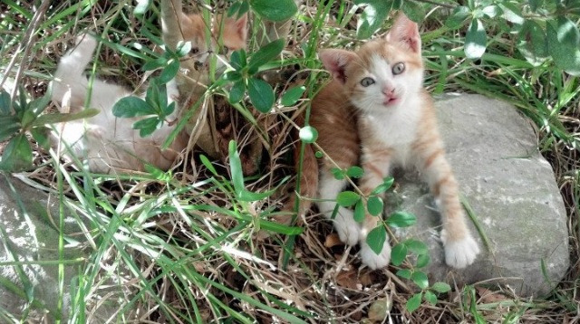 准决赛出线率明显提升,准决赛出线率明显提升什么意思