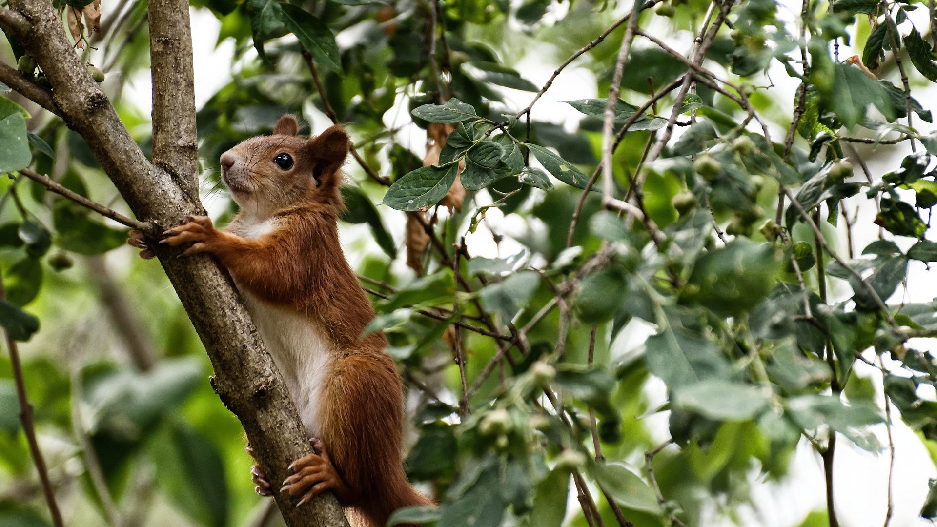 下载开云-哈德斯菲尔德加强逼抢减少对手控球时间，哈德斯菲尔德对雷丁